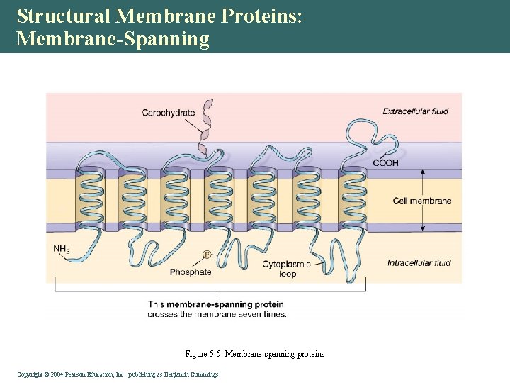 Structural Membrane Proteins: Membrane-Spanning Figure 5 -5: Membrane-spanning proteins Copyright©© 2004 Pearson. Education, Inc.