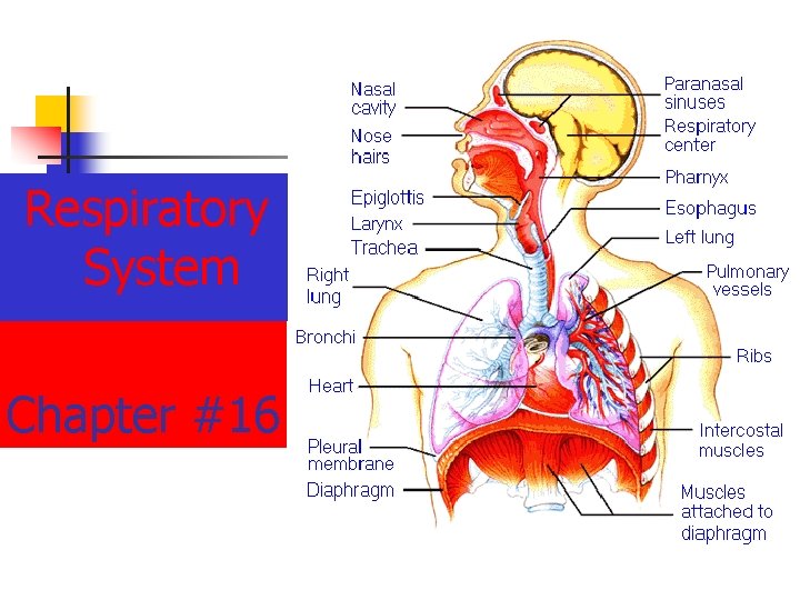 Respiratory System Chapter #16 