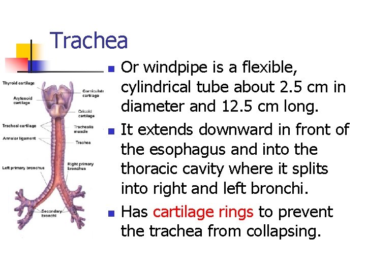 Trachea n n n Or windpipe is a flexible, cylindrical tube about 2. 5