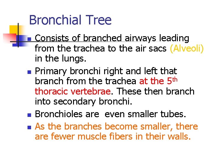 Bronchial Tree n n Consists of branched airways leading from the trachea to the