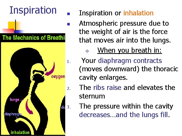 Inspiration n n 1. 2. 3. Inspiration or inhalation Atmospheric pressure due to the