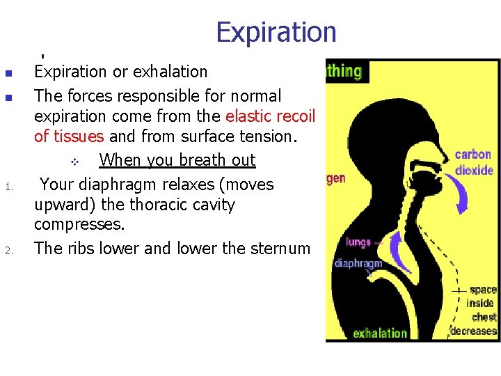 Expiration n n 1. 2. Expiration or exhalation The forces responsible for normal expiration