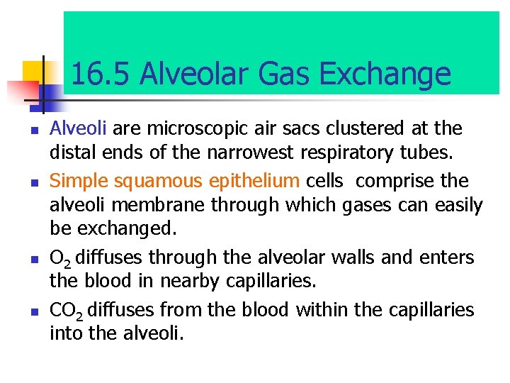 16. 5 Alveolar Gas Exchange n n Alveoli are microscopic air sacs clustered at