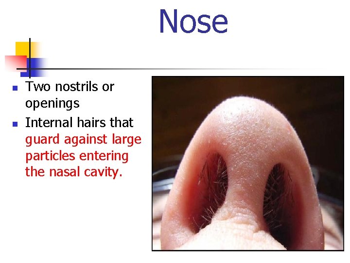 Nose n n Two nostrils or openings Internal hairs that guard against large particles
