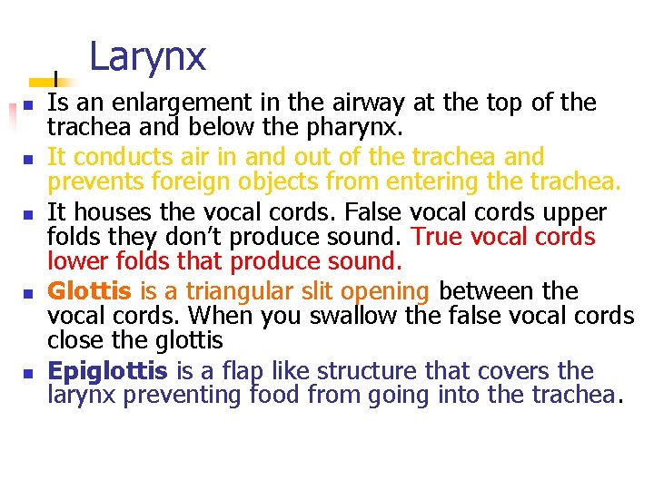 Larynx n n n Is an enlargement in the airway at the top of