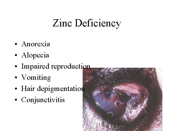 Zinc Deficiency • • • Anorexia Alopecia Impaired reproduction Vomiting Hair depigmentation Conjunctivitis 