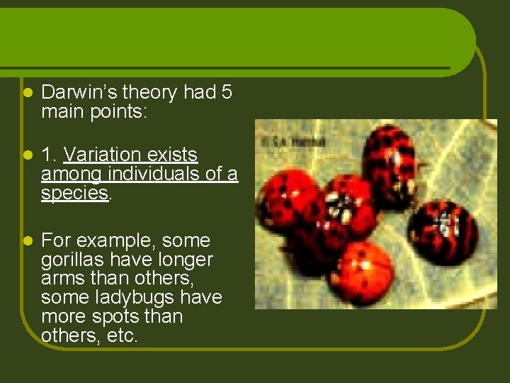 l Darwin’s theory had 5 main points: l 1. Variation exists among individuals of