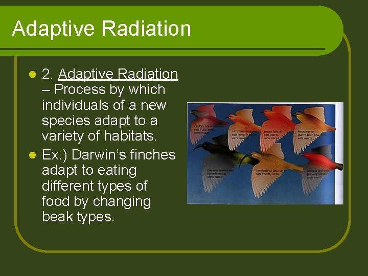 Adaptive Radiation 2. Adaptive Radiation – Process by which individuals of a new species