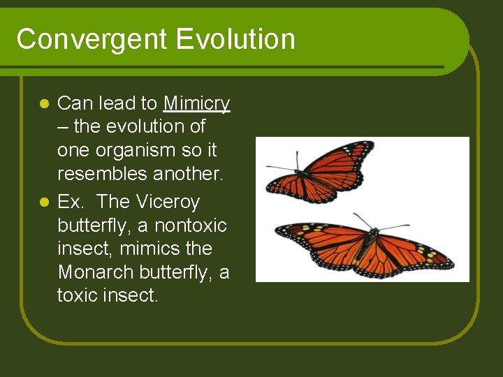 Convergent Evolution Can lead to Mimicry – the evolution of one organism so it