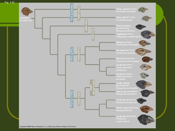 Fig. 1 -22 Insect-eaters Gray warbler finch Certhidea fusca Bud-eater Seed-eater Warbler finches COMMON