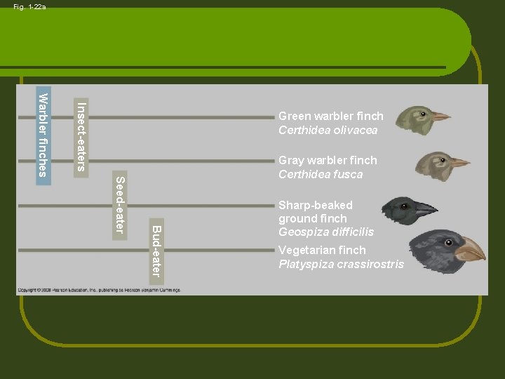 Fig. 1 -22 a Insect-eaters Gray warbler finch Certhidea fusca Bud-eater Seed-eater Warbler finches