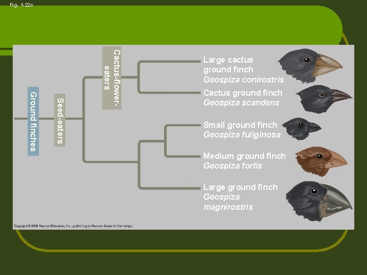 Fig. 1 -22 c Seed-eaters Ground finches Cactus-flowereaters Large cactus ground finch Geospiza conirostris