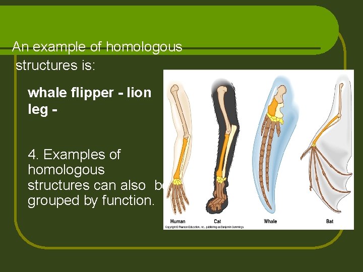 An example of homologous structures is: whale flipper - lion leg 4. Examples of