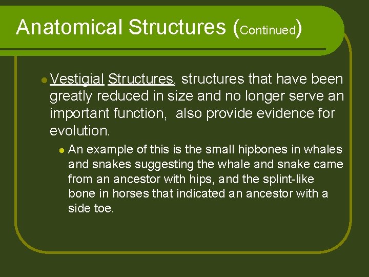 Anatomical Structures (Continued) l Vestigial Structures, structures that have been greatly reduced in size