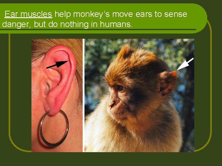 Ear muscles help monkey’s move ears to sense danger, but do nothing in humans.