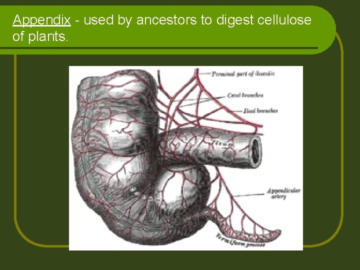 Appendix - used by ancestors to digest cellulose of plants. 