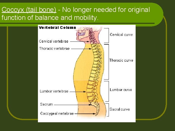 Coccyx (tail bone) - No longer needed for original function of balance and mobility.