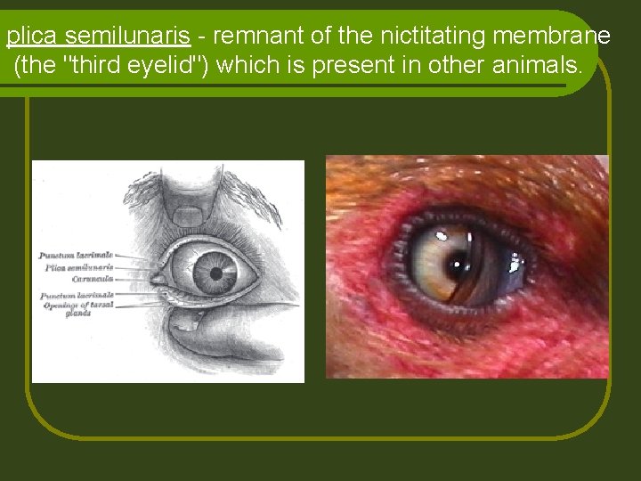 plica semilunaris - remnant of the nictitating membrane (the "third eyelid") which is present