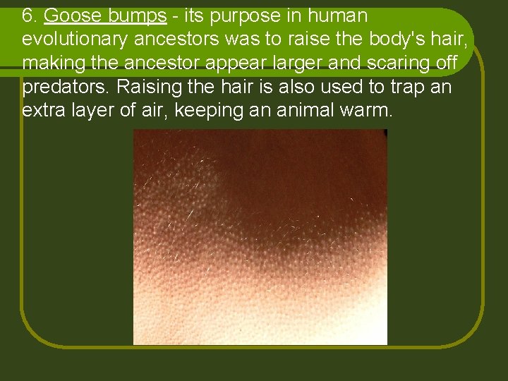 6. Goose bumps - its purpose in human evolutionary ancestors was to raise the