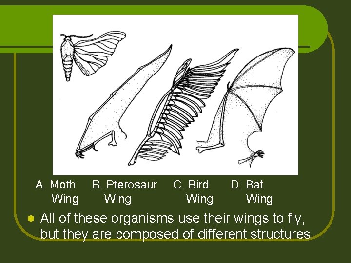 A. Moth Wing l B. Pterosaur Wing C. Bird Wing D. Bat Wing All