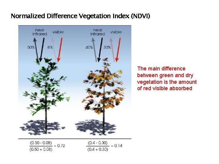 Normalized Difference Vegetation Index (NDVI) The main difference between green and dry vegetation is