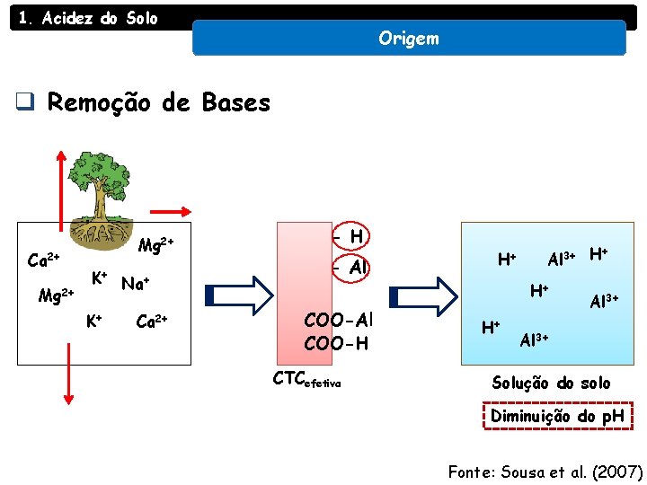 1. Acidez do Solo Origem q Remoção de Bases Ca 2+ Mg 2+ K+