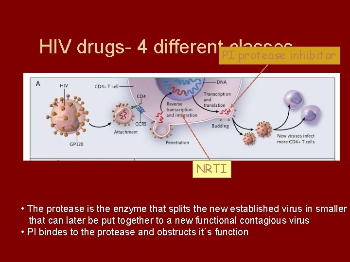 HIV drugs- 4 different. PIclasses protease inhibitor NRTI • The protease is the enzyme