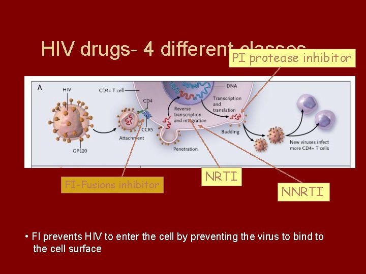 HIV drugs- 4 different. PIclasses protease inhibitor FI-Fusions inhibitor NRTI NNRTI • FI prevents