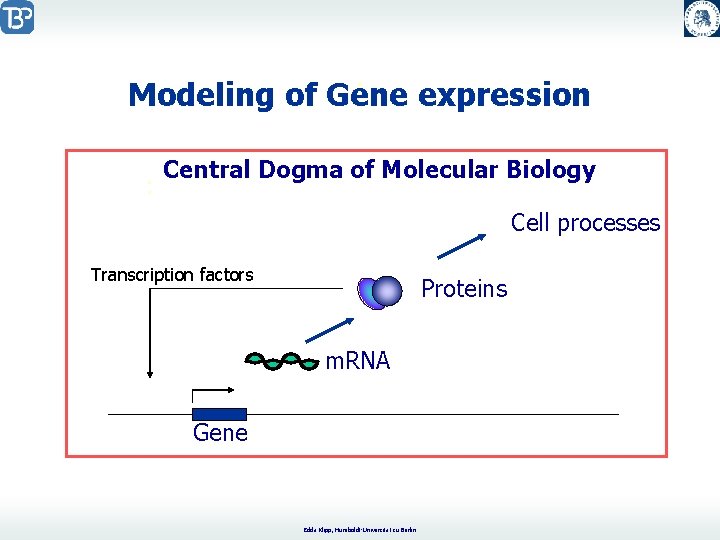 Modeling of Gene expression Central Dogma of Molecular