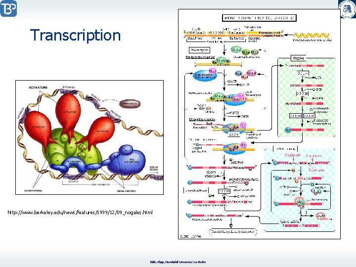 Transcription http: //www. berkeley. edu/news/features/1999/12/09_nogales. html Edda Klipp, Humboldt-Universität zu Berlin 