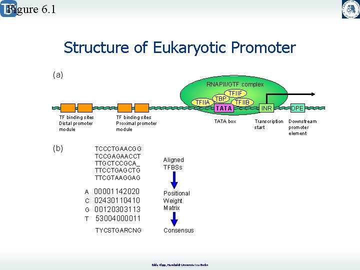 Figure 6. 1 Structure of Eukaryotic Promoter (a) RNAPII/GTF complex TFIIA TF binding sites