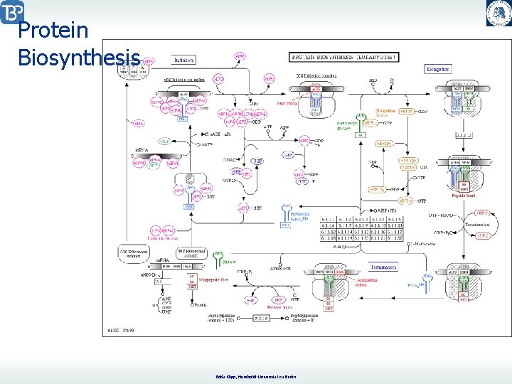 Modeling of Gene expression Central Dogma of Molecular