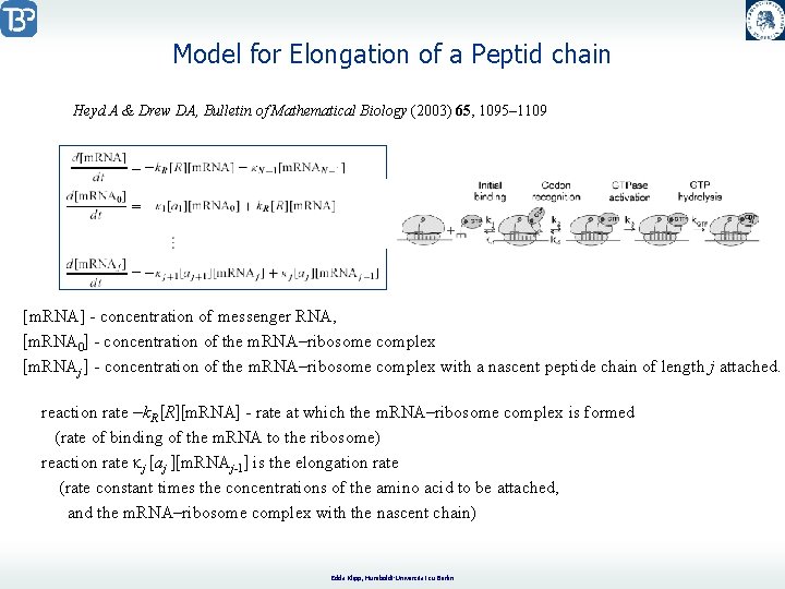 Model for Elongation of a Peptid chain Heyd A & Drew DA, Bulletin of