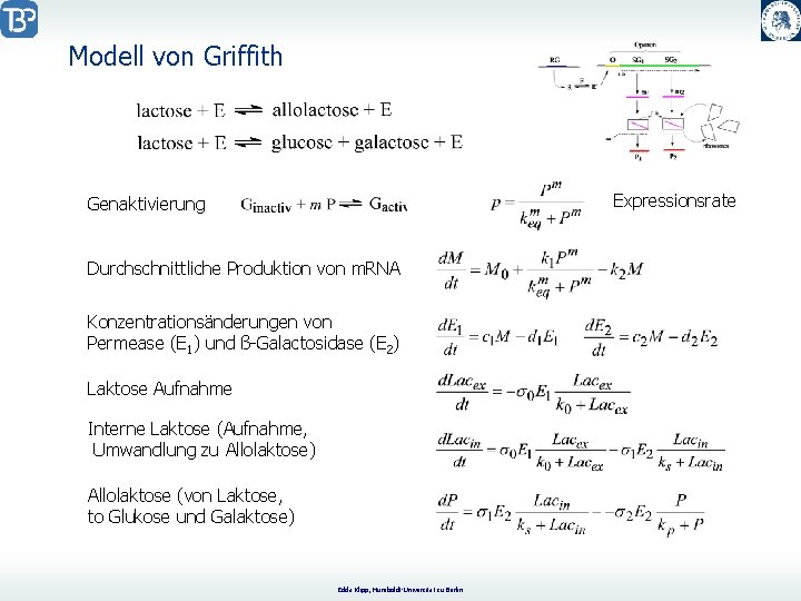 Modell von Griffith Expressionsrate Genaktivierung Durchschnittliche Produktion von m. RNA Konzentrationsänderungen von Permease (E