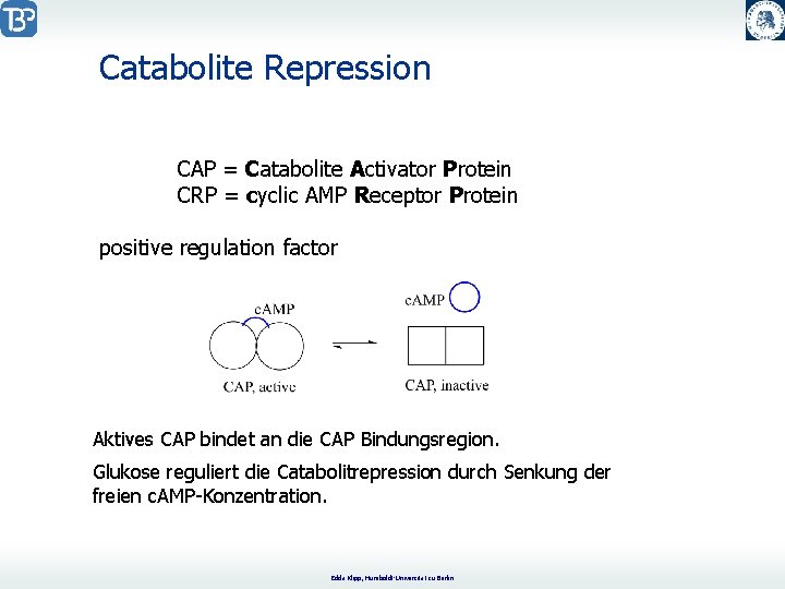 Catabolite Repression CAP = Catabolite Activator Protein CRP = cyclic AMP Receptor Protein positive