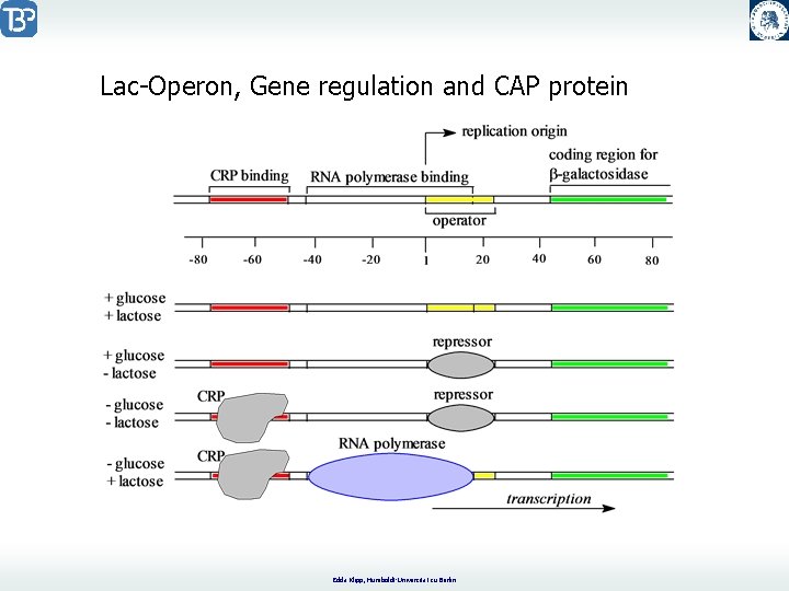 Lac-Operon, Gene regulation and CAP protein Edda Klipp, Humboldt-Universität zu Berlin 
