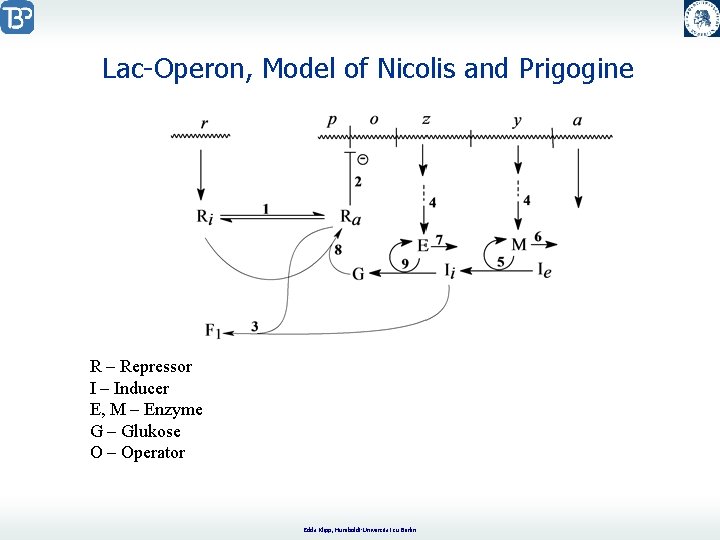 Lac-Operon, Model of Nicolis and Prigogine R – Repressor I – Inducer E, M