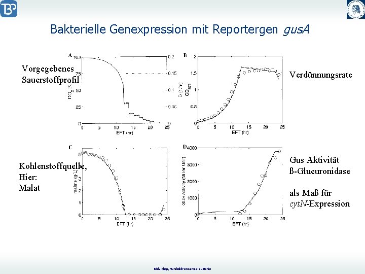 Bakterielle Genexpression mit Reportergen gus. A Vorgegebenes Sauerstoffprofil Verdünnungsrate Gus Aktivität ß-Glucuronidase Kohlenstoffquelle, Hier: