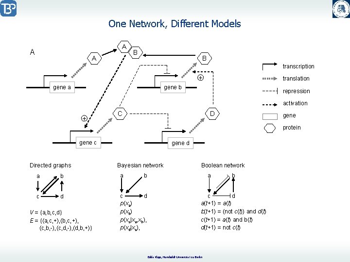 One Network, Different Models A A A B B transcription + gene a translation