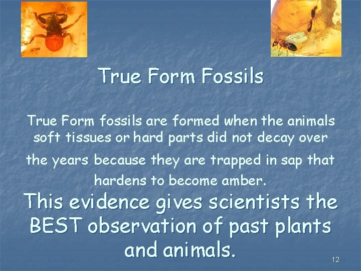 Soft tissue in dinosaur fossils the evidence hardens