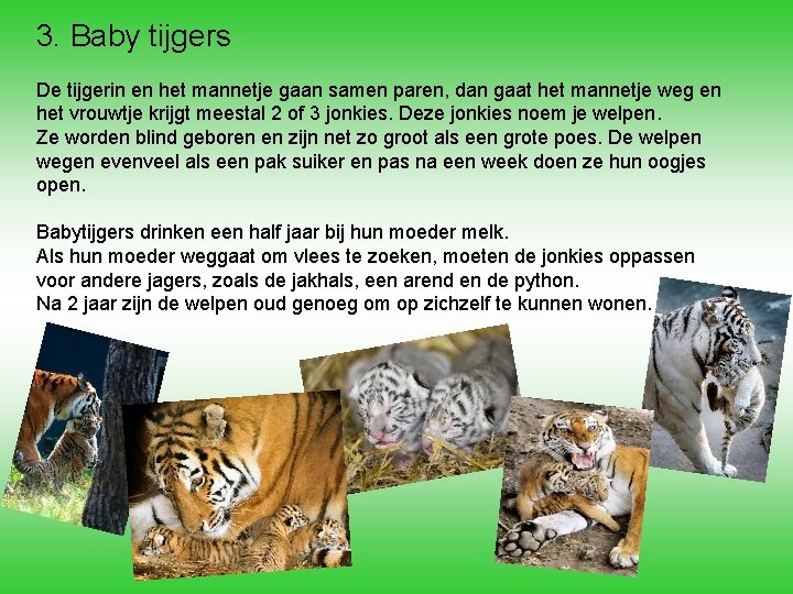 3. Baby tijgers De tijgerin en het mannetje gaan samen paren, dan gaat het 3. Baby tijgers De tijgerin en het mannetje gaan samen paren, dan gaat het