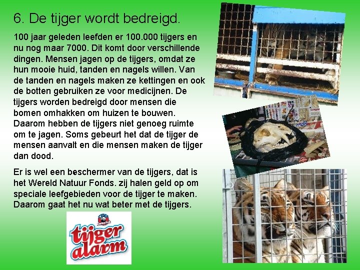 6. De tijger wordt bedreigd. 100 jaar geleden leefden er 100. 000 tijgers en 6. De tijger wordt bedreigd. 100 jaar geleden leefden er 100. 000 tijgers en