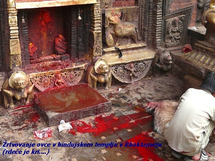 Žrtvovanje ovce v hindujskem templju v Bhaktapurju (rdeče je kri. . ) 