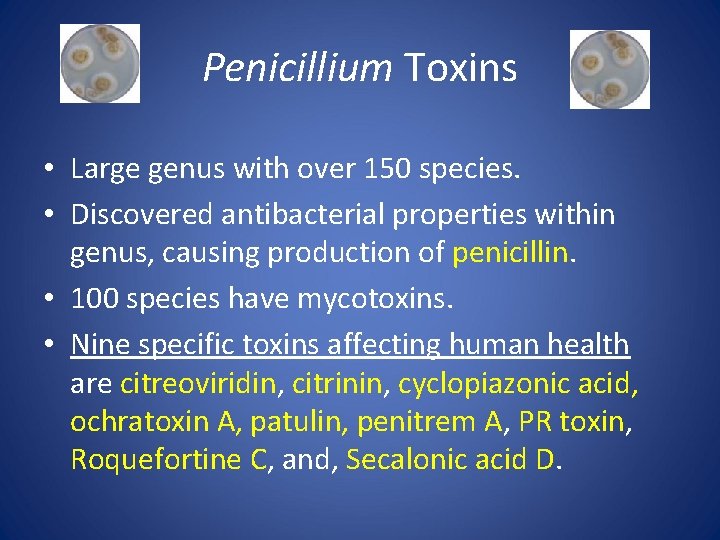 Penicillium Toxins • Large genus with over 150 species. • Discovered antibacterial properties within