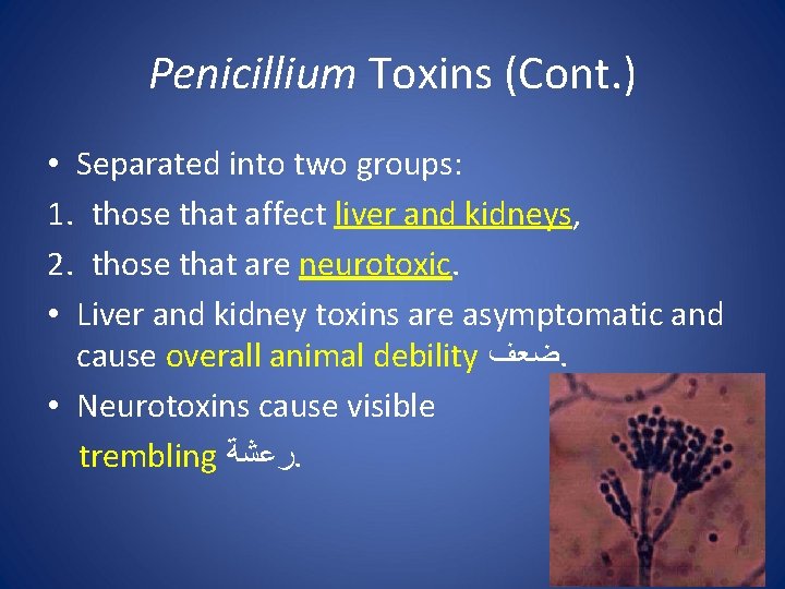 Penicillium Toxins (Cont. ) • Separated into two groups: 1. those that affect liver