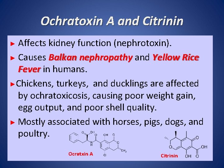 Ochratoxin A and Citrinin Affects kidney function (nephrotoxin). ► Causes Balkan nephropathy and Yellow