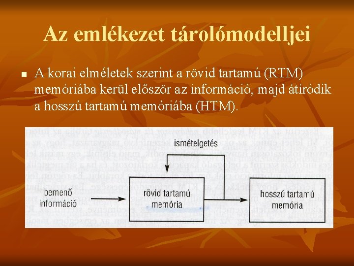 Az emlékezet tárolómodelljei n A korai elméletek szerint a rövid tartamú (RTM) memóriába kerül