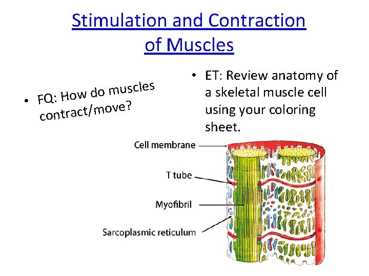 Stimulation and Contraction of Muscles c s u m o d • FQ: How