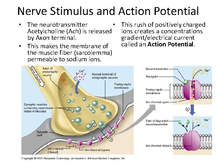 Nerve Stimulus and Action Potential • The neurotransmitter • Acetylcholine (Ach) is released by