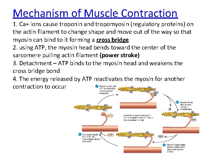 Mechanism of Muscle Contraction 1. Ca+ ions cause troponin and tropomyosin (regulatory proteins) on